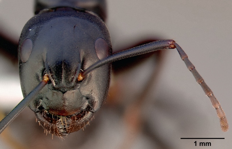 File:Camponotus quercicola casent0005349 head 2.jpg