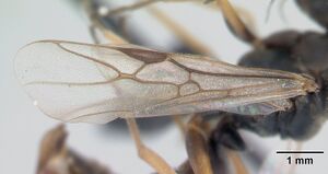 Ant species Formica (Serviformica) fusca - ANTCUBE