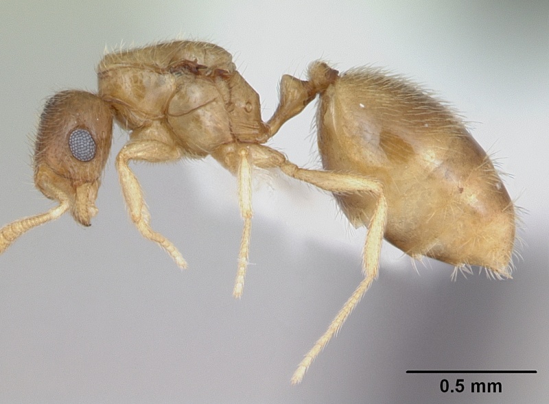 File:Monomorium cryptobium casent0173583 profile 1.jpg