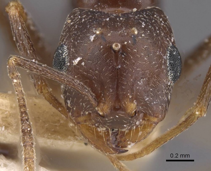 File:Monomorium santschii casent0913851 h 1 high.jpg