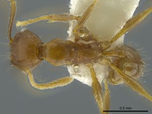 Pheidole calimana casent0624238 d 1 high.jpg