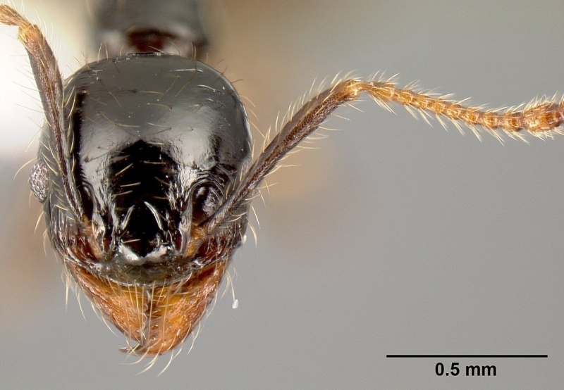 File:Pheidole fossimandibula jtlc000007166 h 1 high.jpg