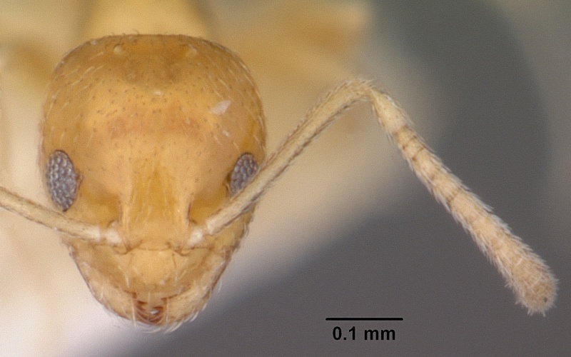 File:Plagiolepis alluaudi casent0102980 head 1.jpg