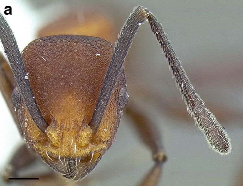 File:Temnothorax pastinifer casent0758861 F124 a.jpg