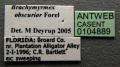 Brachymyrmex obscurior casent0104889 label 1.jpg