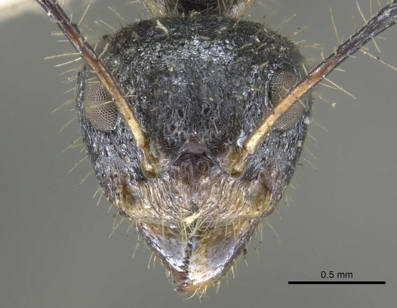 File:Dolichoderus crawleyi casent0902970 h 1 high.jpg