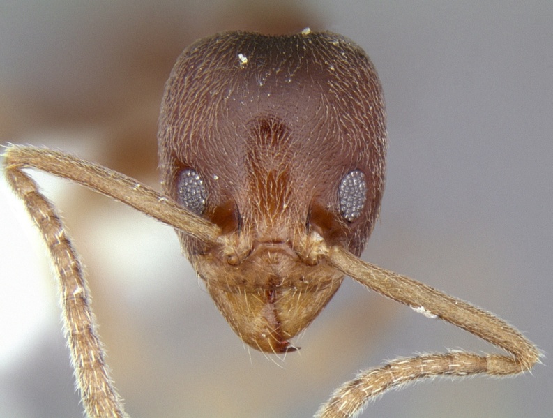 File:Linepithema fuscum casent0106976 head 1.jpg