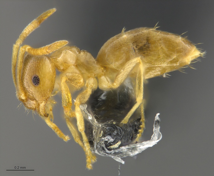 File:MCZ-ENT00672722 Brachymyrmex depilis hal.jpg