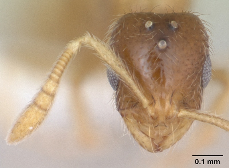 File:Monomorium cryptobium casent0173583 head 1.jpg