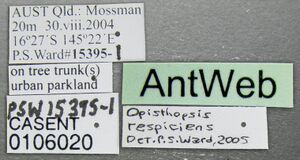 Opisthopsis respiciens casent0106020 label 1.jpg