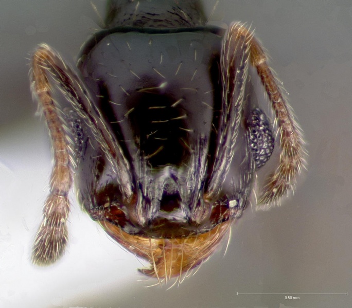 File:Pheidole rugulosa casent0005770 head 1.jpg