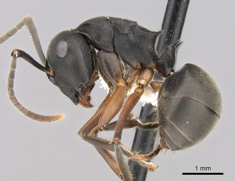 File:Polyrhachis exercita casent0281352 p 1 high.jpg