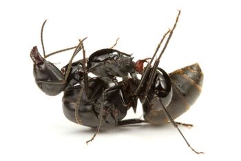 Polyrhachis lamellidens queen with Camponotus japonicus queen, Taku Shimada (4).jpg