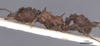 Acromyrmex evenkul casent0912452 p 1 high.jpg