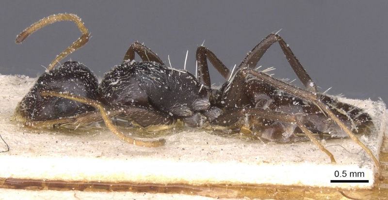 File:Camponotus confluens casent0911831 p 1 high.jpg