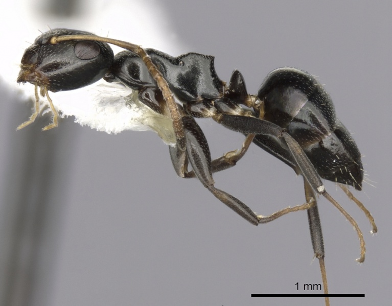 File:Camponotus conithorax casent0280184 p 1 high.jpg