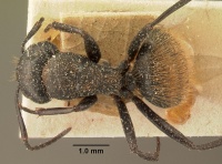 Camponotus darwinii rubropilosus casent0101193 dorsal 1.jpg
