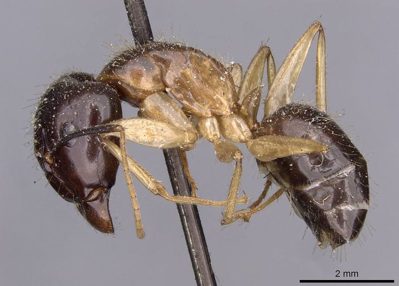 File:Camponotus kubaryi casent0910153 p 1 high.jpg