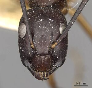 Camponotus solon casent0910268 h 1 high.jpg