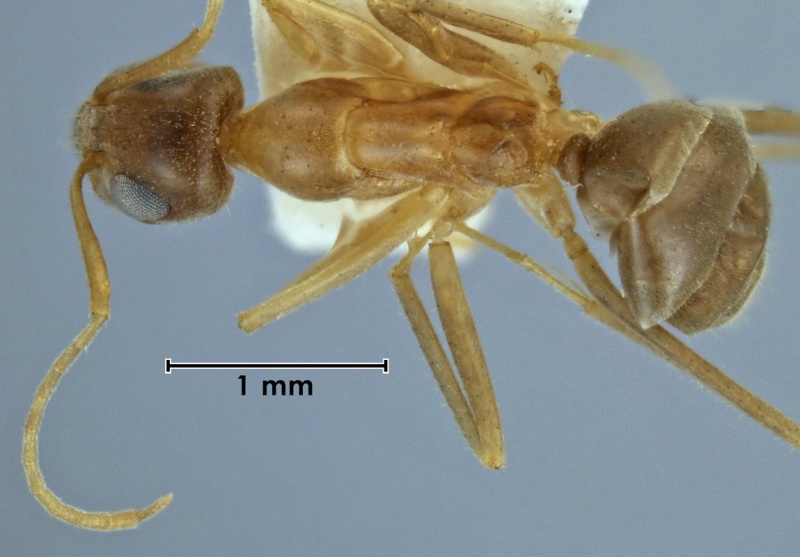 File:Iridomyrmex macrops ANIC32-031277 top 25-Antwiki.jpg