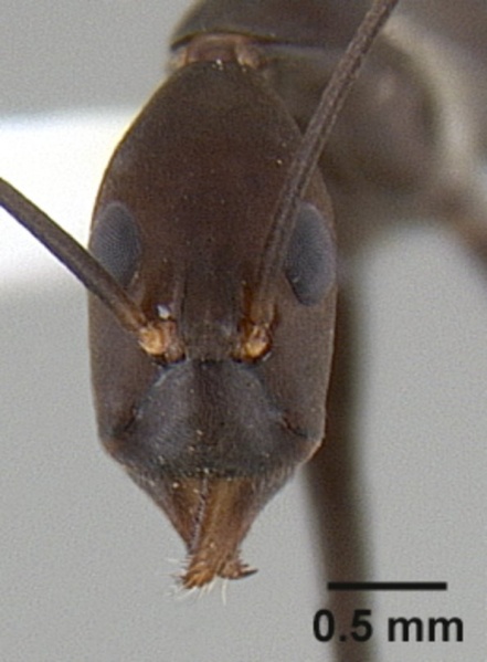 File:Leptomyrmex lugubris casent0012085 head 1.jpg