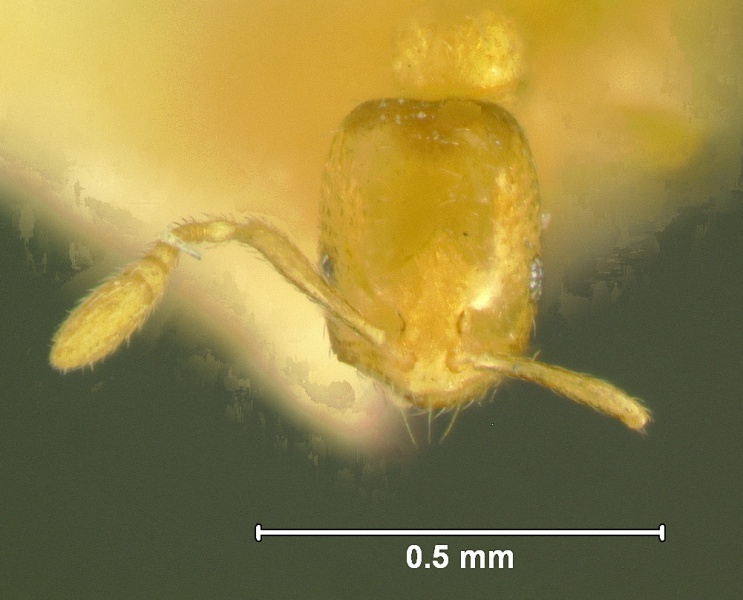 File:Monomorium-orientaleH11.5.jpg