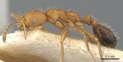 Monomorium hirsutum casent0902188 p 1 high.jpg