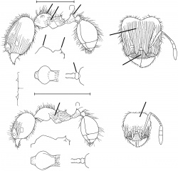 Pheidole moffetti Wilson 2003.jpg