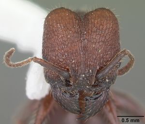 Pheidole obscurithorax casent0104419 head 1.jpg