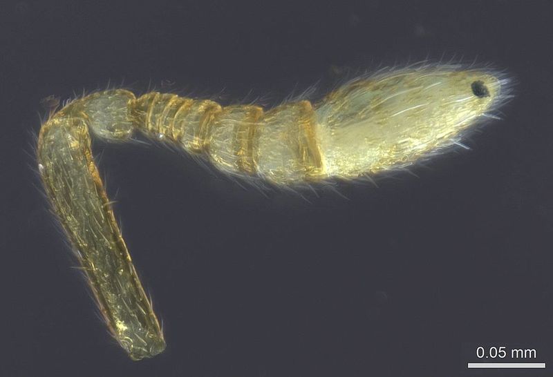 File:Prionopelta laurae casent0141731 h 1 high.jpg