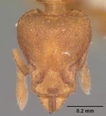 Pyramica membranifera casent0104518 head 1.jpg