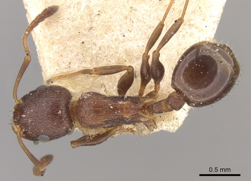 File:Temnothorax santschii casent0906169 d 1 high.jpg