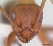 Formica subintegra casent0104771 head 1.jpg