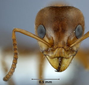 Iridomyrmex nudipes head view