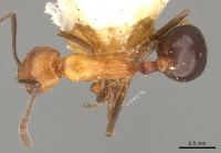 Monomorium subdenticorne casent0914318 d 1 high.jpg