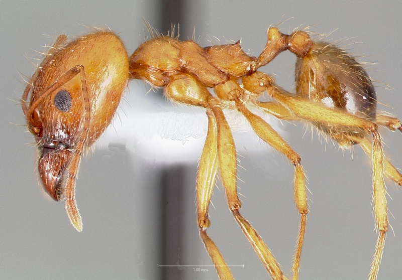 File:Pheidole desertorum casent0005736 profile 1.jpg