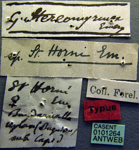 File:Stereomyrmex horni casent0101264 label 1.jpg