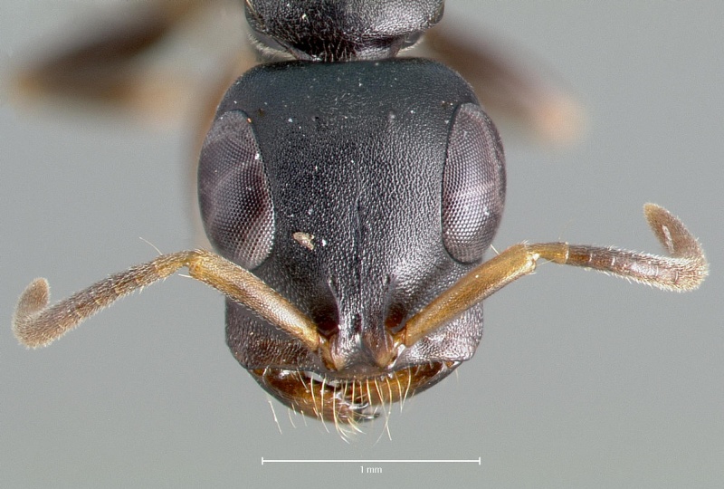 File:Tetraponera anthracina casent0403412 head 1.jpg