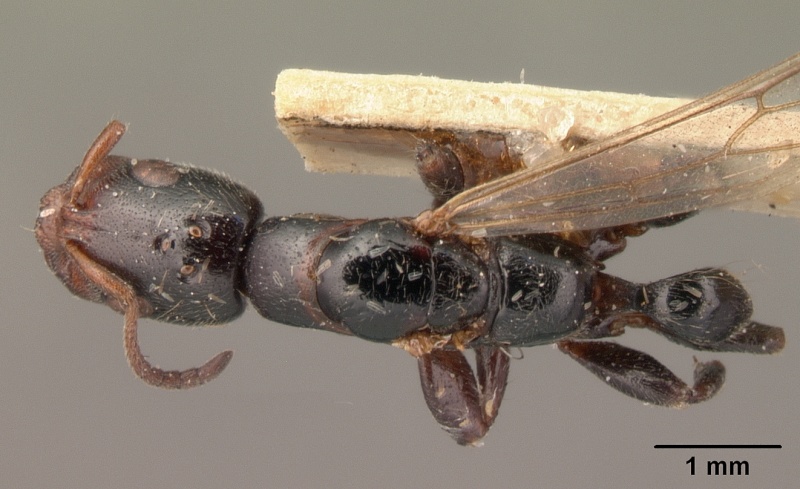 File:Tetraponera arrogans casent0101397 dorsal 1.jpg