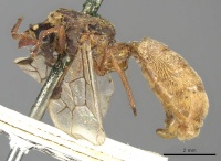 Aenictus ambiguus casent0901947 p 1 high.jpg