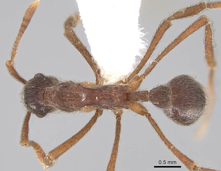 File:Apterostigma peruvianum casent0922046 d 1 high.jpg