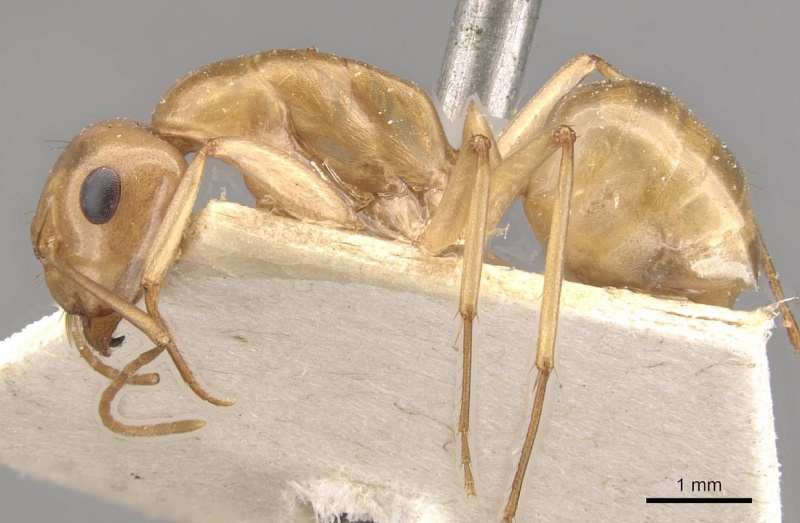 File:Camponotus cuneiscapus casent0910576 p 1 high.jpg