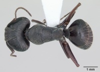 Camponotus hispidus casent0173422 dorsal 1.jpg