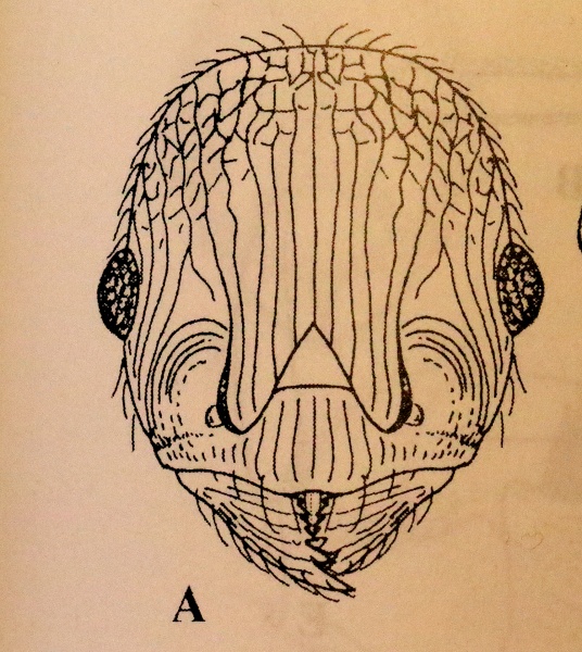 File:Fig5 Myrmica-ademonia hef.jpg