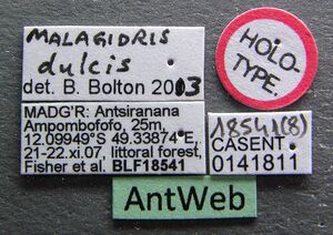 Malagidris dulcis casent0141811 l 1 high.jpg