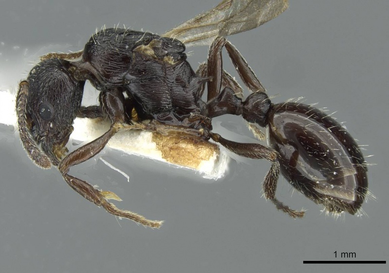 File:Myrmica petita casent0913074 p 1 high.jpg