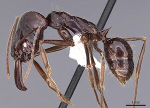 Odontomachus biumbonatus casent0900610 p 1 high.jpg