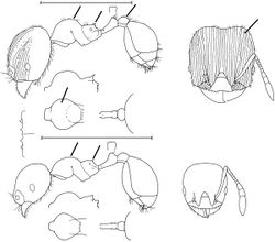 Pheidole gemmula Wilson 2003.jpg