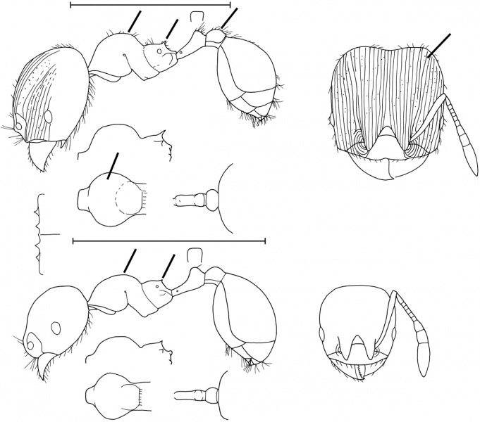 File:Pheidole gemmula Wilson 2003.jpg