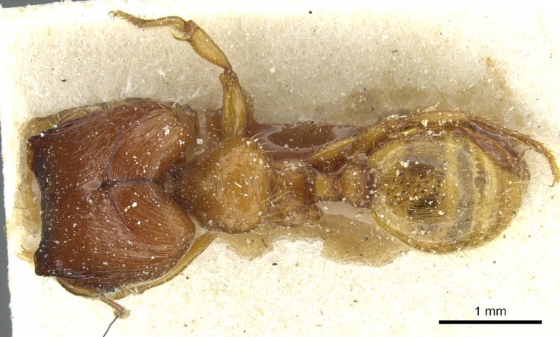 File:Pheidole obscurifrons casent0913254 d 1 high.jpg